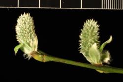 Salix caprea. Female catkins.
 Image: D. Glenny © Landcare Research 2020 CC BY 4.0